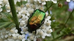 Melyik bogár úgy néz ki, mint egy gem?